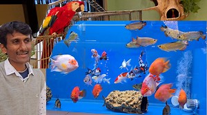 I’ve Never Seen a House Decorated This Beautifully with Fish, Plants & Birds | Parrot Dipankar