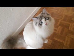 Ragdoll Kitten Sweet Meows