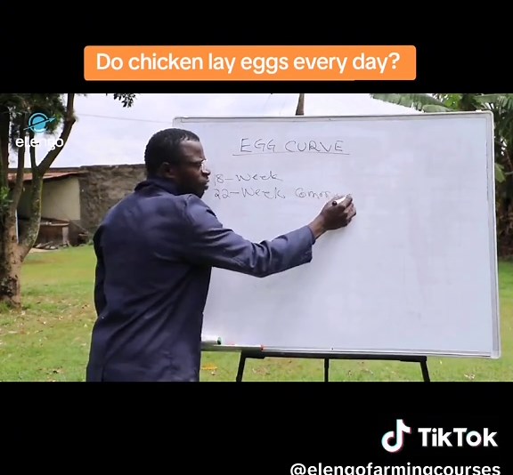 Understanding Chicken Egg Laying Patterns and Tips