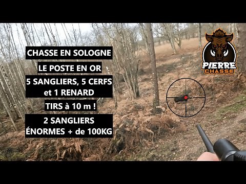 CHASSE SOLOGNE EN BATTUE : 5 SANGLIERS, 5 CERFS et 1 RENARD ! LE POSTE EN OR !