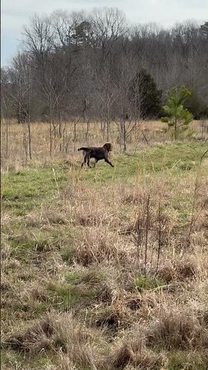 Hunting with a laid back Korthals griffon #korthalsgriffon