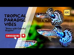Most Colorful Guppies Close-Up in 4K | Stunning Aquarium Guppy Fish Colors