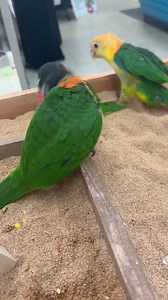 Winner winner 😂. These Caique babies sure keep us on our toes. Playful is an understatement and if that’s what your looking for then these little guys right here are perfect lol. We have Black Headed and White Bellie Caiques currently available and looking for their forever families. Stop in today and see these mischievous little cuties!! Open all weekend. Saturday 9am-7pm and Sunday 9am-5pm. #caiqueparrot #whitebelliedcaique #blackheadedcaique #caiquesofinstagram #caiques #birdparadisenj #exot