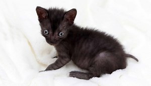 10 Rare Genetic Mutations Found in Pets