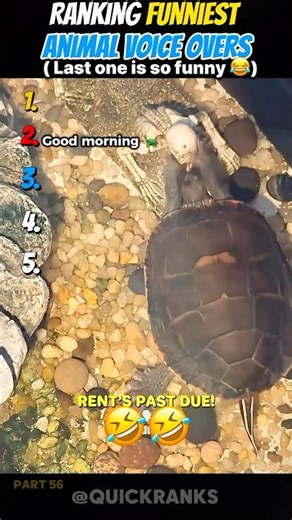 Ranking the Funniest Animal Voice Overs That Broke Me 😂 #funny