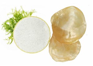 Pinctada mazatlanica - Alchetron, The Free Social Encyclopedia