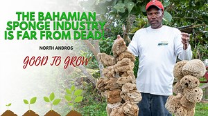 1K views · 18 reactions | Ever wonder how much can be made from sponge fishing? Listen and watch , to learn how Bahamians unlock exciting opportunities for growth and prosperity! #MOAMR #SpongeFishing #NorthAndros #herewegrow | The Bahamas Ministry of Agriculture and Marine Resources | Facebook