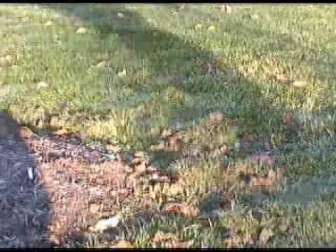 Deep Root Fertilization of Landscape Trees