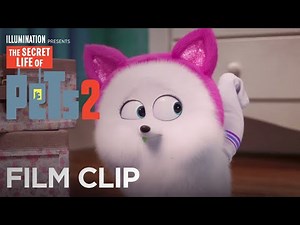 The Secret Life Of Pets 2 | Clip: Cat Lessons - Now on 4K, Blu-ray, DVD & Digital | Illumination