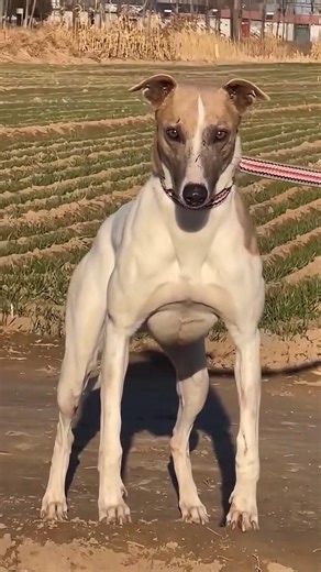 This dog has 8-pack abs! 😳💪#musculardog #dogloversdog #shorts