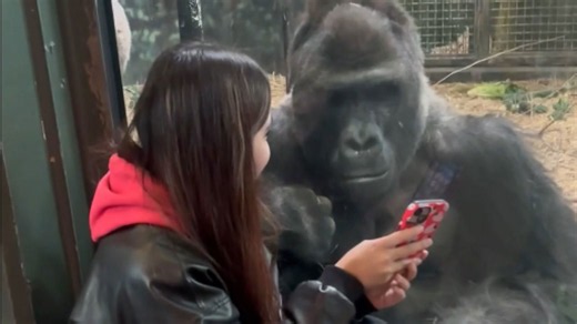 Girl captivates gorillas while scrolling on her phone