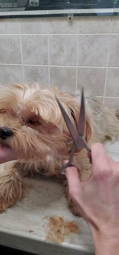 Trimming the hair on a dogs face with scissors, no restraints, dog grooming from home, Yorkie
