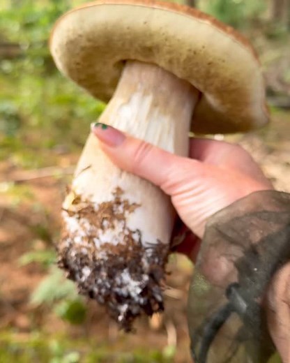 Koko päivä on pelastettu. Maaseudun tulevaisuuden reppari on pelastettu. Mä oon pelastettu. Mäntyharjun herkkutatit on tääll!! 🍄‍🟫 Mä olin jo ihan kauhuissani, että musta tehdään haastis, jossa katselen hellästi kantarelleja, sieniä, jotka on musta - anteeks nyt vaan-vähän tylsiä. Kantsujen poimiessa ei oo mitään j ä n n i t t äv ä ä. Vähän kun ajelis Lintsillä possujunalla. 🐽 Kipaisin vielä äsken ennen kuin kuvaaja ja toimittaja saapuvat, sellaisessa superkuivassa kuusimetsässä, jossa en juu