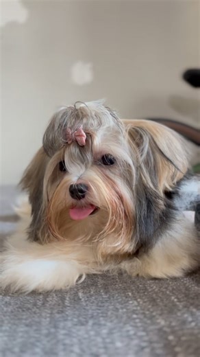 Biewer Terrier puppy for sale