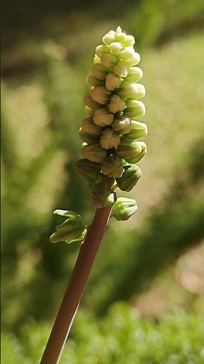 🌼 Beautiful Blooming Flowers in My Garden | Nature Beauty