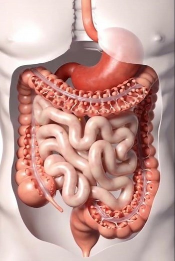 Human Digestive System Animation | How Digestion Really Works