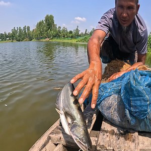 Traditional net fishing video from river #Fish #fishinglife #riverfishing #village #Fishing | Local Fishing Videos