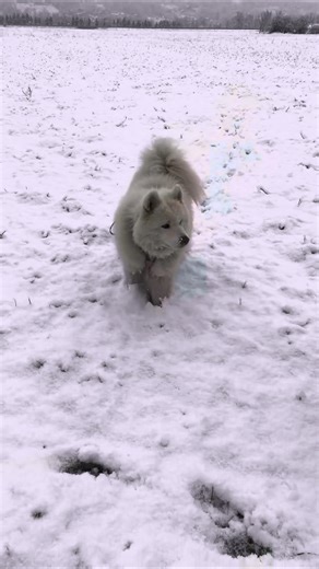 Course dans la neige