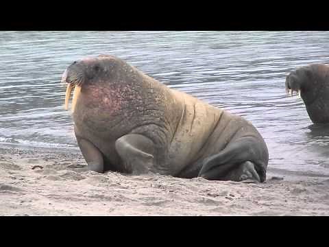 Walrus Scratching