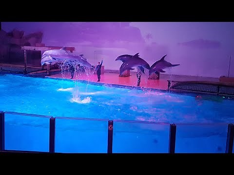 boudewijn seapark : dolfinarium in brugge
