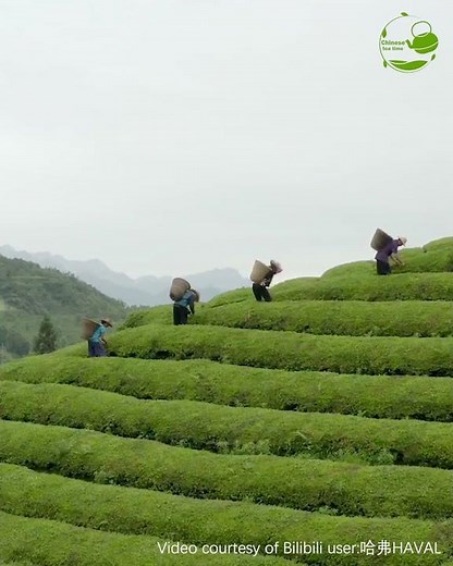 Traditional Chinese tea-processing techniques: Tea plantation management and tea-leaf picking