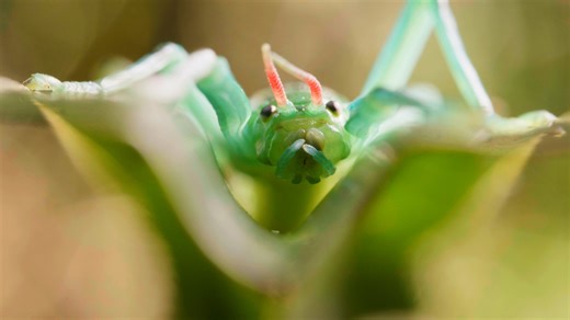 The peppermint stick insect packs a peppermint-scented blast powerful enough to fend off hungry predators in Australia’s ancient Daintree rainforest. Check out how this clumsy vegetarian survives using a unique blend of chemistry and camouflage. | Deep Look • PBS