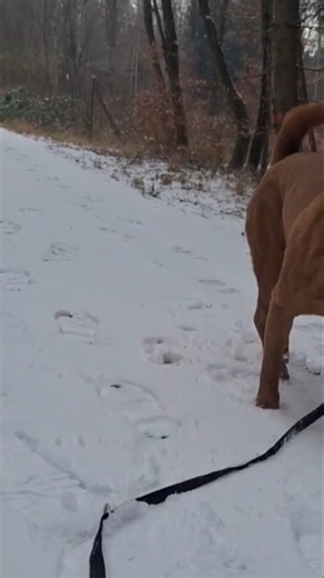 😎FBI tauglich oder? #shorts #sharpei #dogsofyoutube #dogvideos