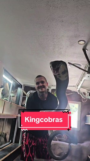 Zeit mit Freunden: Königskobra Handling und Tiere