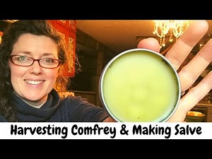 How to Harvest Comfrey and Making Comfrey Salve