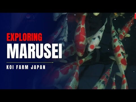 KOLAM ANTIK, RIBUAN IKAN KOI PARKIR DISINI || MARUSEI KOI FARM