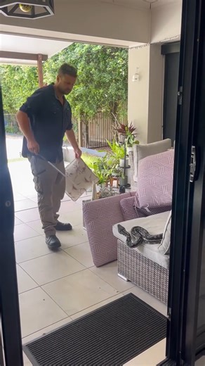 Beautiful big Coastal carpet python that was found at the back door of a home near Caloundra. We have seen a few large carpet pythons this season, which is great to see so many healthy big snakes moving about! Great catch Dan! | Sunshine Coast Snake Catchers 24/7