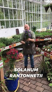 1K views · 52 reactions | PLANT OF THE DAY Solanum Rantonnetii Mini Potato Tree . Ideal in pots or beds for non stop colour ! Pergola Nurseries Garden Corner,Virginia Open Mon-Sat 9-6 Sun2-6 A gardeners oasis of quality plants! | Pergola Nurseries Garden Corner | Facebook