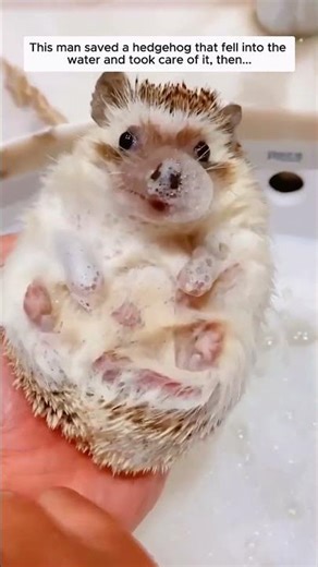 This man saved a hedgehog that fell into the water and took care of it, then...
