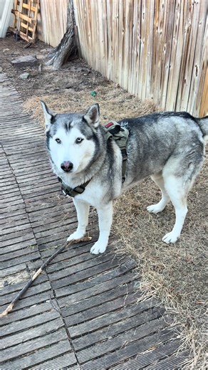 Small fuzzy things beware . #husky #catch #slomo #dogsoftiktok #dog