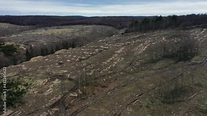 The forest is cleared. Drought and heat, storms and bark beetles have damaged many conifers. Forest areas are being cleared. Scenic flight over a clearing with stacks of logs. Stock Video