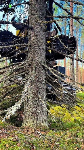 John Deere 1270G Forestry ASMR: Branches Breaking 🌲