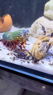 Tiny But Deadly | Mantis Shrimp Destroys a Crab in Seconds!