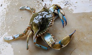 New Jersey Crabbing Season: Timing, Bag Limits, and Other Important Rules