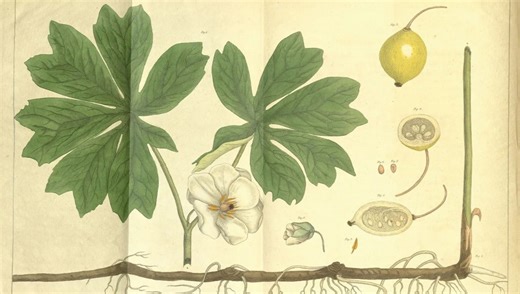 Mütter Museum exhibit details how pioneer Philadelphia physicians shaped American medicine