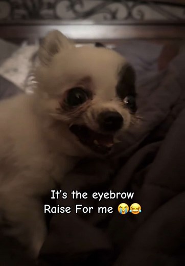 Charming Teacup Chihuahua with Hilarious Eyebrow Raise