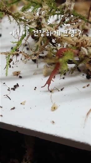 Totoro Velvet Worm gives birth as soon as it arrives #reptile #alien #insect