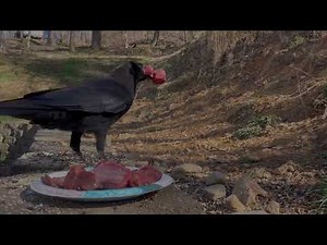 Attracting crows to my yard