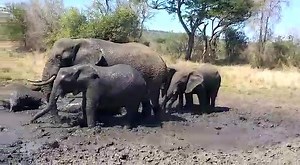 Thula Thula Heritage Day Safari! "Mud Bath - Spa Time" by Muzi When are you visiting us in our Zululand wildlife oasis? Sensational local rates available for both Day and Overnight Safaris! www.ThulaThula.com/Specials | Thula Thula - Exclusive Private Game Reserve
