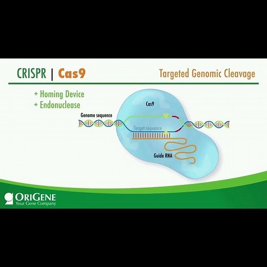 CRISPR Explained| Targeted Genomic Cleavage #shorts