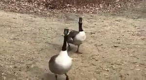 6.6K views · 272 reactions | Spaziergang am Silbersee ... heute ohne Winnetou :-) | Markus Söder | Facebook