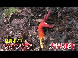人気観光スポットに異変！猛毒キノコ「カエンタケ」が大量発生…死に至る可能性も