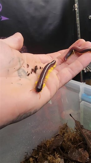 Flame Leg Millipede Comparison: Philippine vs Madagascar