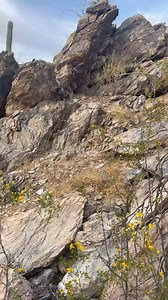What looks to be a new (documented) tortoise at one of the local preserves, where we look to document wild reptiles and amphibians. This area has a healthy Sonoran Desert Tortoise population, and its protection from development by the Desert Foothills Land Trust will keep it that way. | Rattlesnake Solutions