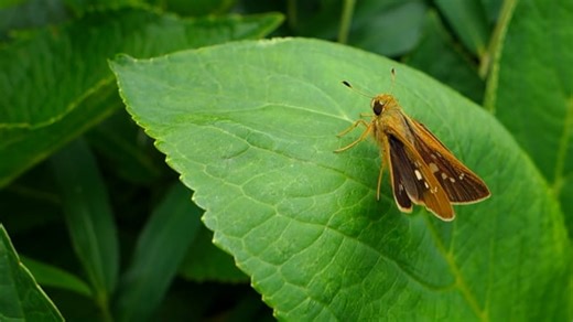 Butterfly, Insect, Entomology. Free Stock Video