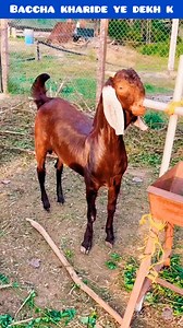 Aisa baccha khariden #rooftop #goat #farming #facts | Farming at Rooftop